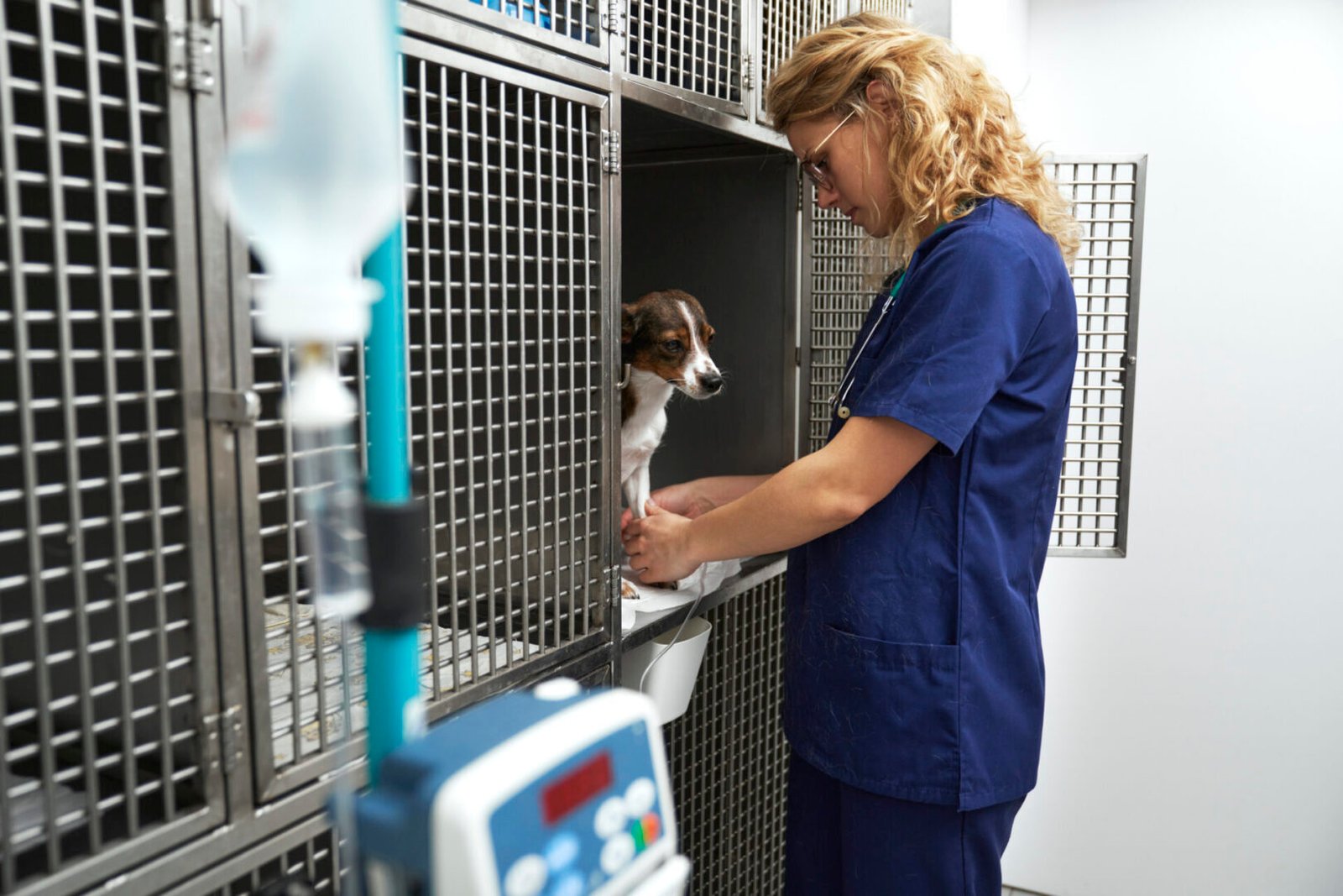 Veterinary nurse attending to a dog.
